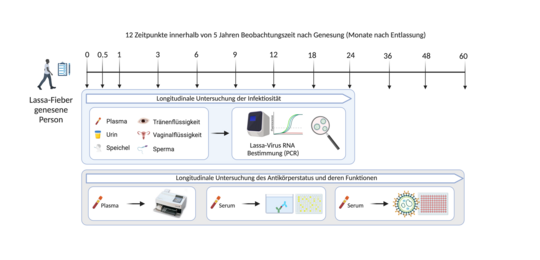 Zeitlicher Verlauf der Follow-up Studie mit Lassafieber-Genesenen. Das Schema einer klinischen Studie zur Untersuchung von Lassafieber-Überlebenden ist dargestellt. Die Zeitpunkte der Probennahme, getesteten Körperflüssigkeiten und Labormethoden sind ebenfalls dargestellt.