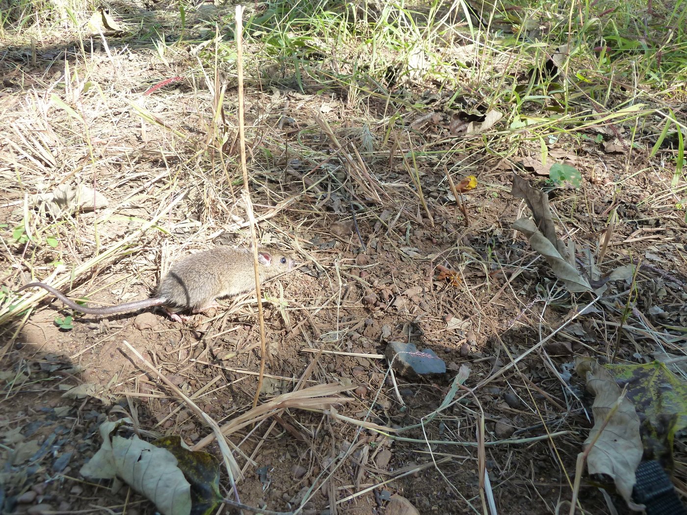 Mastomys natalensis Eine Vielzitzenmaus läuft auf dem Boden, der voll von Gestrüpp ist.