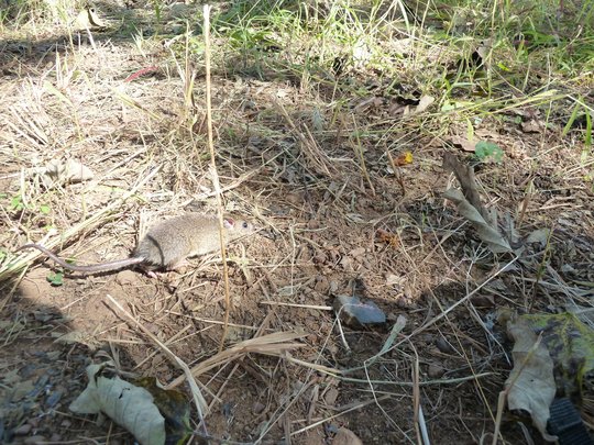 Eine Vielzitzenmaus läuft auf dem Boden, der voll von Gestrüpp ist.