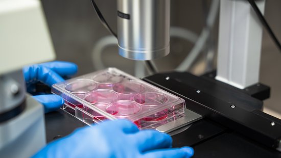 Cell culture in the S4 laboratory