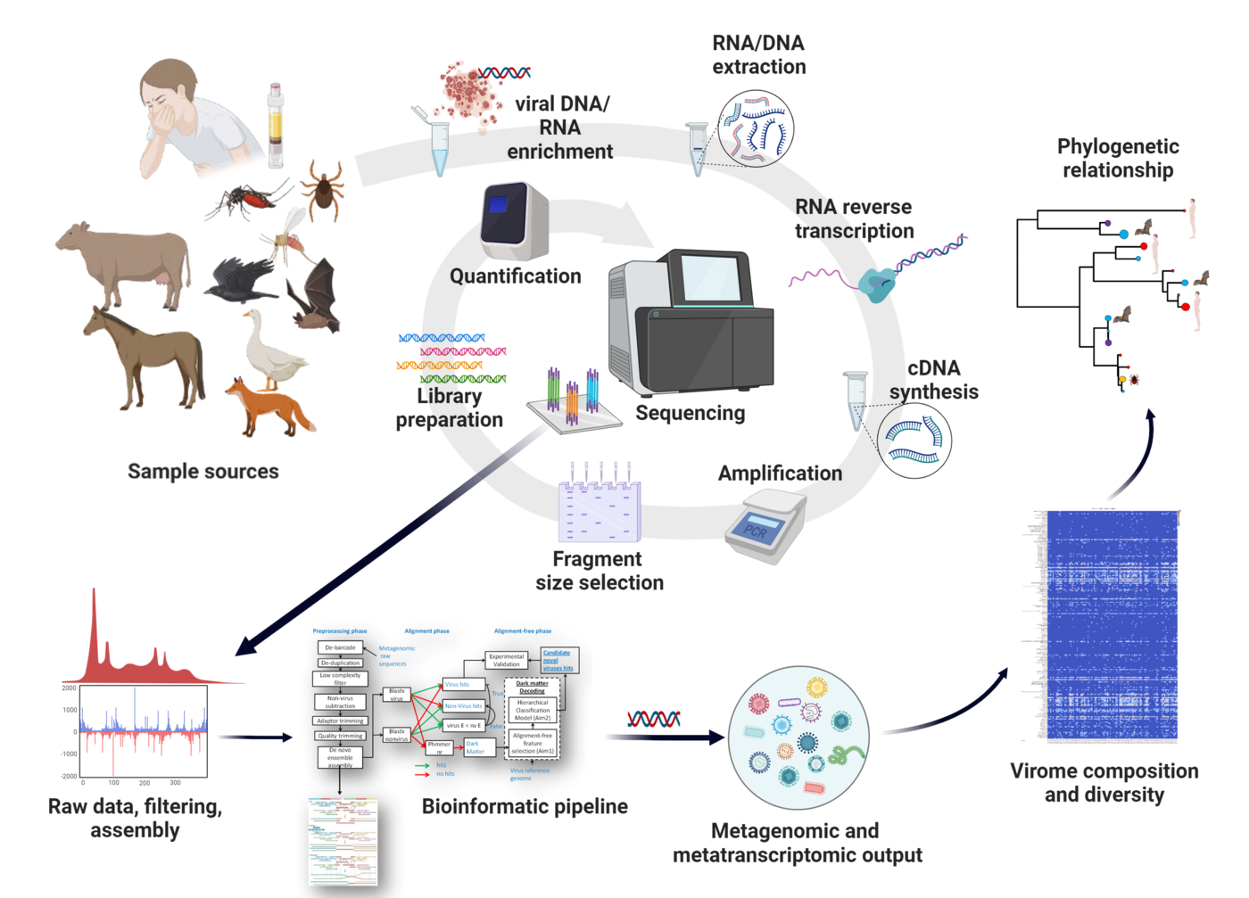 Eine beispielhaftes Vorgehen bei einer One Health Studie: Zu sehen sind die Probenquellen (Kuh, Pferd, Zecke, Mensch, Gans, Mücke, Fledermaus oder Vogel), von denen über mehrere Zwischenschritte (DNA Anreicherung, RNA/DNA Extrahierend, Amplifikation,..) die Probe sequenziert wird. Die daraus resultierenden Ergebnisse werden dann in Hinblick auf unterschiedliche Faktoren ausgewertet.