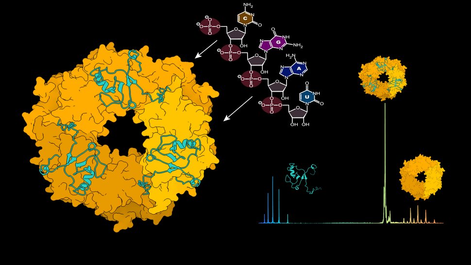 Grafik der ringförmigen Trimerstruktur des Nukleoproteins, dargestellt im Komplex mit dem Z-Protein. Daneben eine Grafik eines nativen Massenspektrums mit den Molekülen Z-Protein, NP-Trimer und NP-Trimer im Komplex mit dem Z-Protein