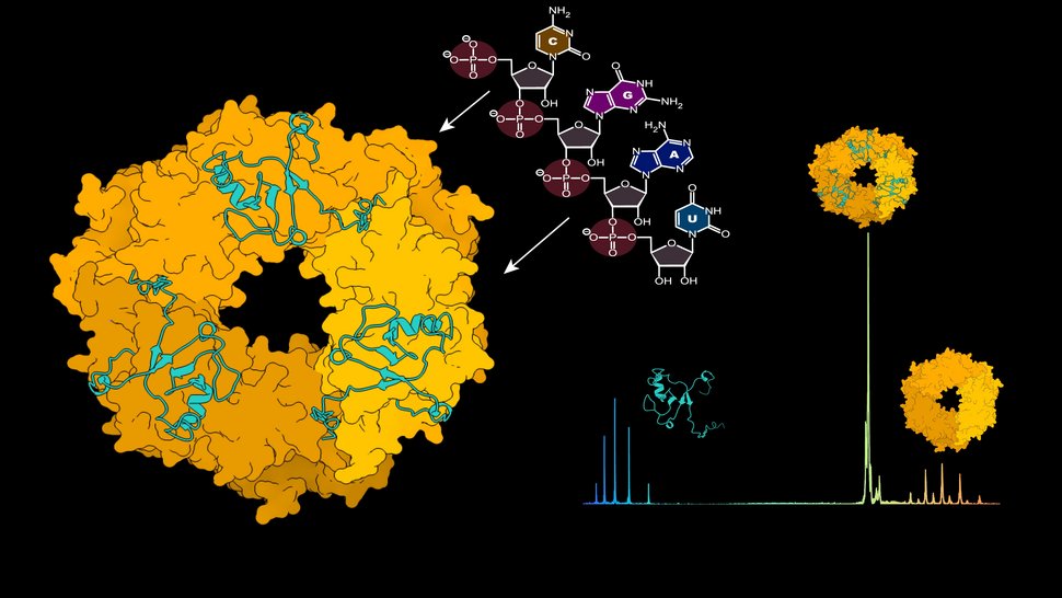 [Translate to English:] Grafik der ringförmigen Trimerstruktur des Nukleoproteins, dargestellt im Komplex mit dem Z-Protein. Daneben eine Grafik eines nativen Massenspektrums mit den Molekülen Z-Protein, NP-Trimer und NP-Trimer im Komplex mit dem Z-Protein