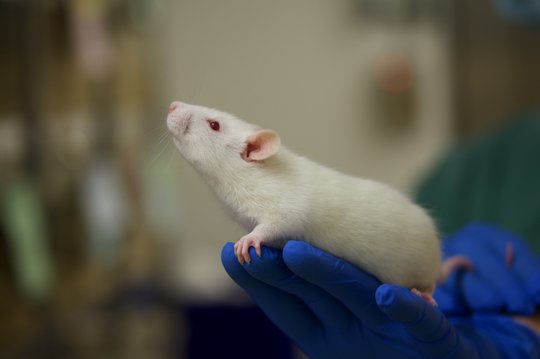Auf dem Foto ist eine weiße Ratte zu sehen, die auf einer Hand sitzt. Die Hand hat einen blauen Handschuh an.