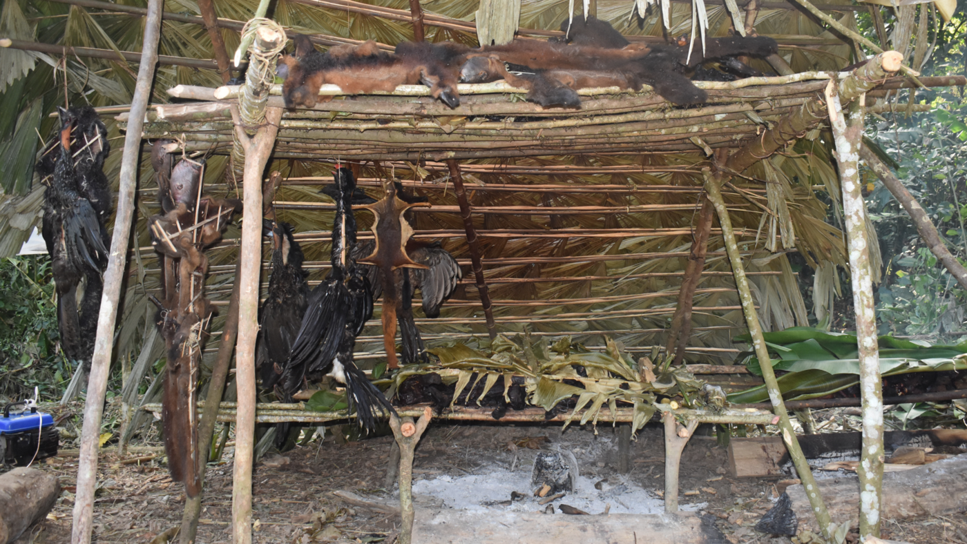 Zu sehen ist wie im Amazonas Bushmeat zubereitet und getrocknet wird. Unter einem kleinen Überstand aus Palmenblättern und Stöckern werden mehrere unterschiedliche Tiere getrocknet.
