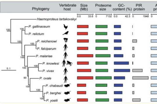 malaria Phylogeny