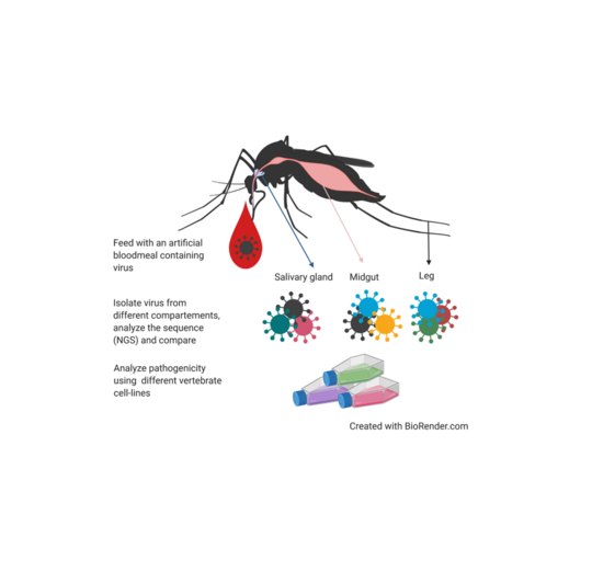 Grafik Quasispecies composition