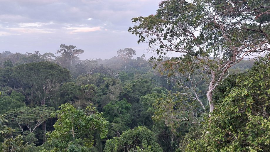 Panorama photo of a rain forest