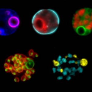 Doppeltfluoreszente Malariaparasiten Auf schwwarzen Hintergrund sind sieben bunte Strukturen zu sehen. Jede Struktur fluoresziert jeweils in zwei verschiedenen Farben.