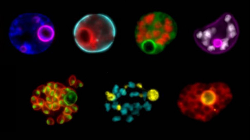 Doppeltfluoreszente Malariaparasiten Auf schwwarzen Hintergrund sind sieben bunte Strukturen zu sehen. Jede Struktur fluoresziert jeweils in zwei verschiedenen Farben.