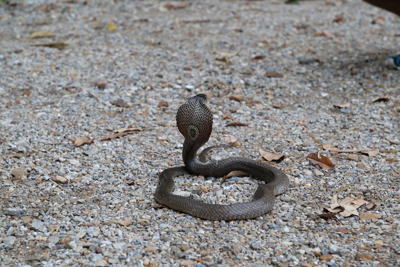 Das Bild zeigt eine dunkelgraue Monokelkobra von hinten, die ihren Kopf aufrichtet und ihre Kapuze mit dem typischen "O" auf der Kapuze zur Schau stellt. Die Schlange liegt auf grauem, steinigem Boden.