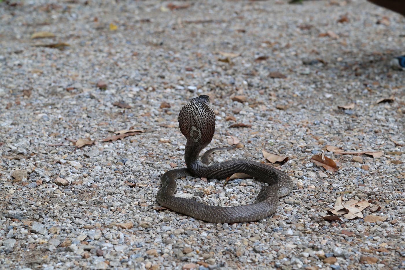 The picture shows a dark grey monocled cobra from behind, rearing its head and showing off its hood with the typical "O" on it. The snake is lying on grey, stony ground.