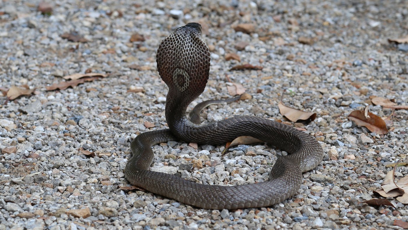 The picture shows a dark grey monocled cobra from the back, rearing its head up and displaying its hood with the typical “O” on the hood. The snake is lying on grey stony ground.