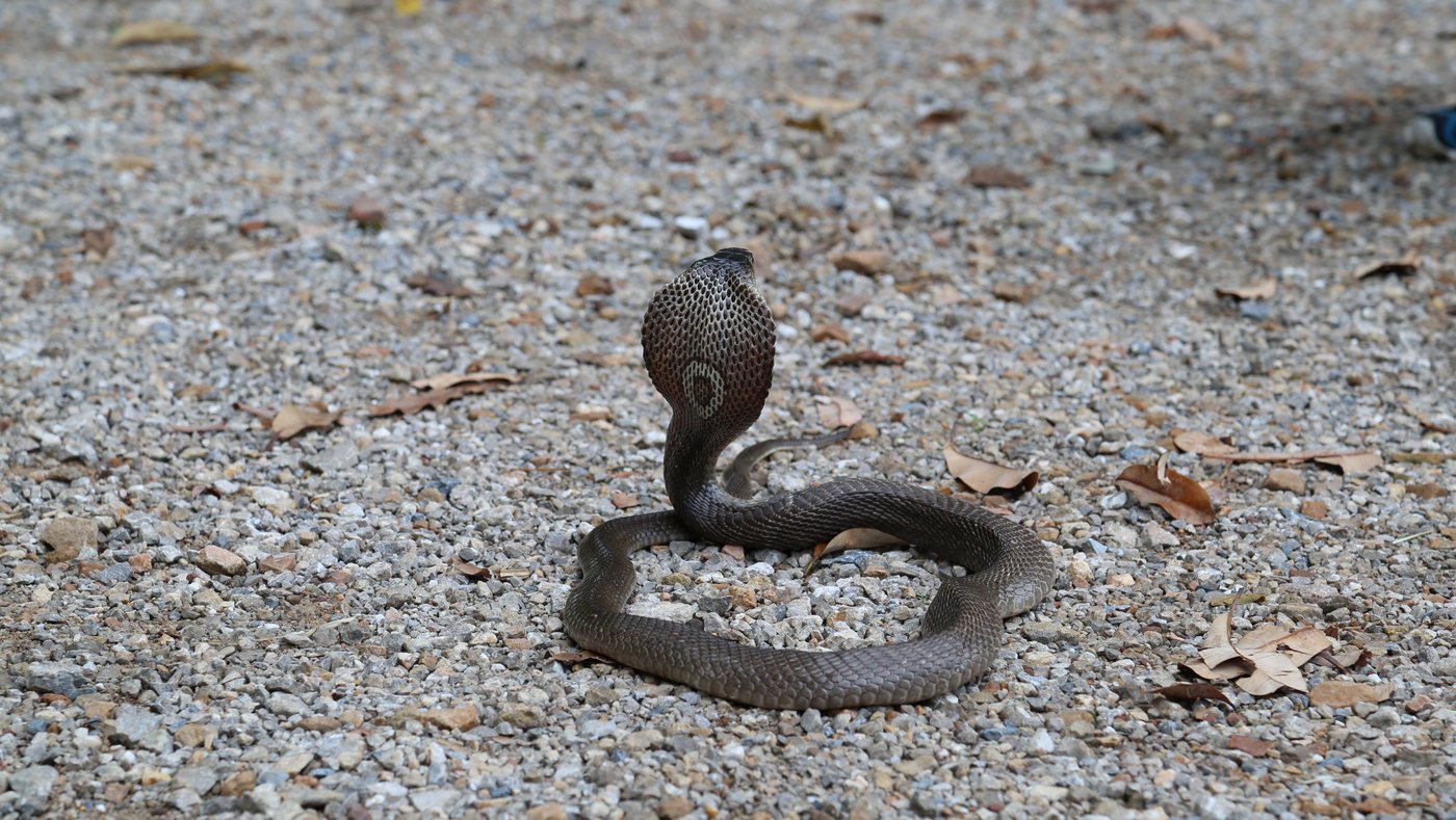 The picture shows a dark grey monocled cobra from behind, rearing its head and showing off its hood with the typical "O" on it. The snake is lying on grey, stony ground.