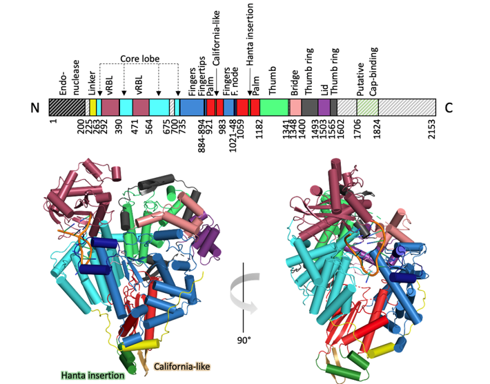 Structural model of the SFTSV L protein as a ribbon diagram with bound RNA