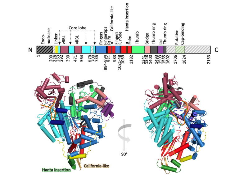 Abbildung der SNV L-Protein Struktur