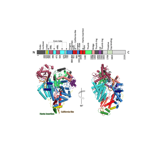 Abgebildet sind ein schematischer Überblick über das SNV L-Protein und die dreidimensionale Struktur, wie sie per Kryo-EM bestimmt wurde. Abbildung der SNV L-Protein Struktur