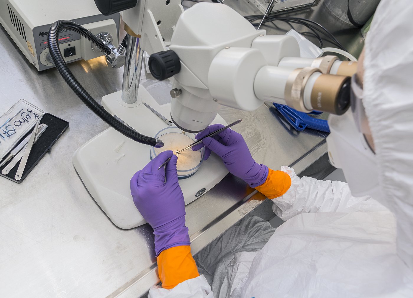 Das Bild zeigt eine Person bei der Arbeit unter dem Mikroskop im Hochsicherheitsinsektarium