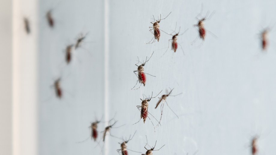 Circa 15 Stechmücken der Spezies Aedes Albopictus sitzen an einer Wands eines Käfigs in einer Klimakammer.