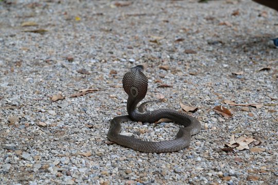 The picture shows a dark grey monocled cobra from behind, rearing its head and showing off its hood with the typical "O" on it. The snake is lying on grey, stony ground.