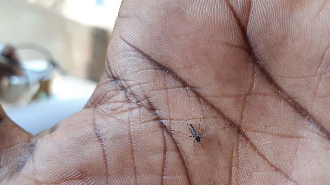 Eine Mücke auf der Handfläche eines Menschen