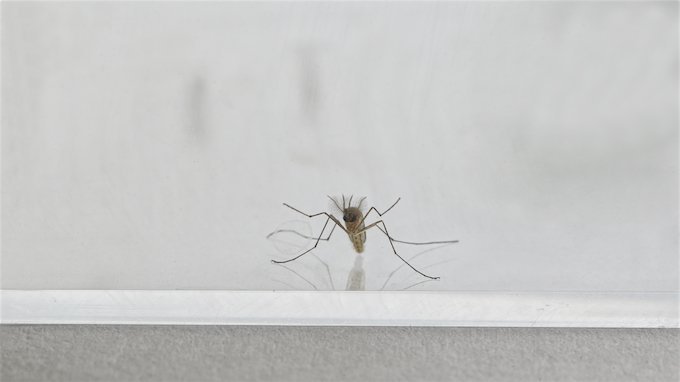 Eine Mücke mit schwarz-weißem Muster auf und vor einem weißen Hintergrund