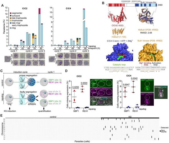 CIC2 und CIC4/PfBUB1-ähnliche Kinase sind für die korrekte Verteilung der Chromosomen unentbehrlich. Zusammengesetzte Abbildung, die zeigt, wie zwei neu identifizierte Proteine, CIC2 und CIC4, die Chromosomenverteilung in Malaria-Parasiten beeinflussen. Liniendiagramme oben vergleichen das Parasitenwachstum über mehrere Zyklen mit und ohne chemische Behandlung. Strukturdarstellungen in der Mitte verdeutlichen, dass CIC4 eine 3D‑Form hat, die der menschlichen Bub1‑Kontrollkinase ähnelt. Die unteren Bildfelder zeigen Mikroskopaufnahmen und Balkendiagramme, aus denen hervorgeht, dass beim Ausschalten von CIC2 oder CIC4 einige Tochterparasiten bestimmte Chromosomen verlieren – ein Hinweis auf fehlerhafte Verteilung des Erbguts während der Zellteilung.