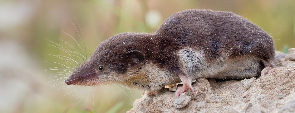 Image of Crocidura leucodon