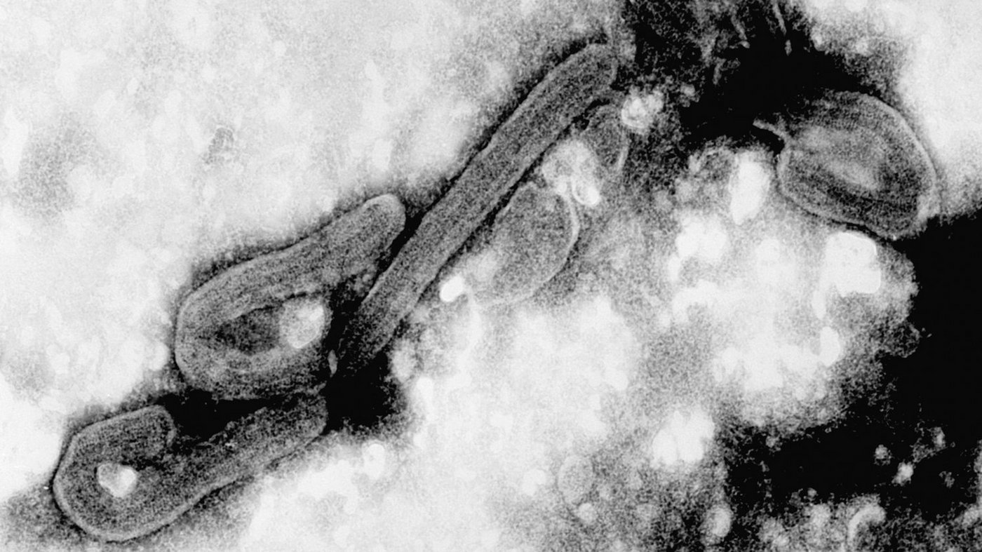 An electron micrograph of the Marburg virus. In black and white, two rod-shaped viruses can be seen, bent at one end.