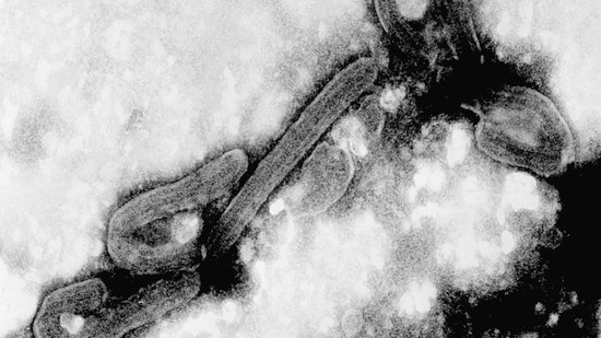 Eine elektronenmikroskopische Aufnahme des Marburg-Virus: In schwarz-weiß sind zwei stäbchenförmige Viren zu sehen, die an einem Ende gebogen sind. 