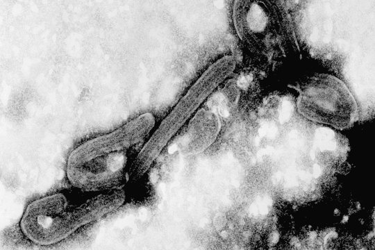 Eine elektronenmikroskopische Aufnahme des Marburg-Virus: In schwarz-weiß sind zwei stäbchenförmige Viren zu sehen, die an einem Ende gebogen sind.