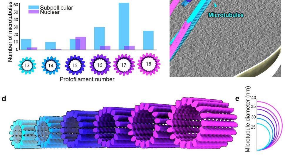 Die bunte elektronenkryotomographische Aufnahme zeigt: Die subpellikulären Mikrotubuli (SPMT) der Gametozyten weisen eine große Anzahl von Protofilamenten mit zufälliger Polarität auf.