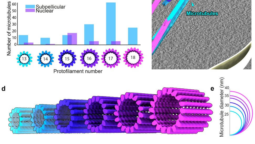 The subpellicular microtubules (SPMT) of gametocytes have a large number of protofilaments with random polarity. The colourful electron cryotomographic image shows: The subpellicular microtubules (SPMT) of gametocytes have a large number of protofilaments with random polarity.