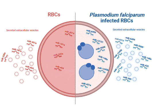 Our proposed theory of how Plasmodium falciparum reshapes the miRNA profiles of iRBCs Figure shows the proposed theory of how Plasmodium falciparum reshapes the miRNA profiles of iRBCs