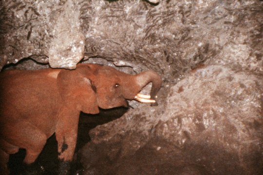 Salzlecken in einer Höhle Das Foto zeigt einen Elefanten in einer Höhle, der an der Wand leckt.
