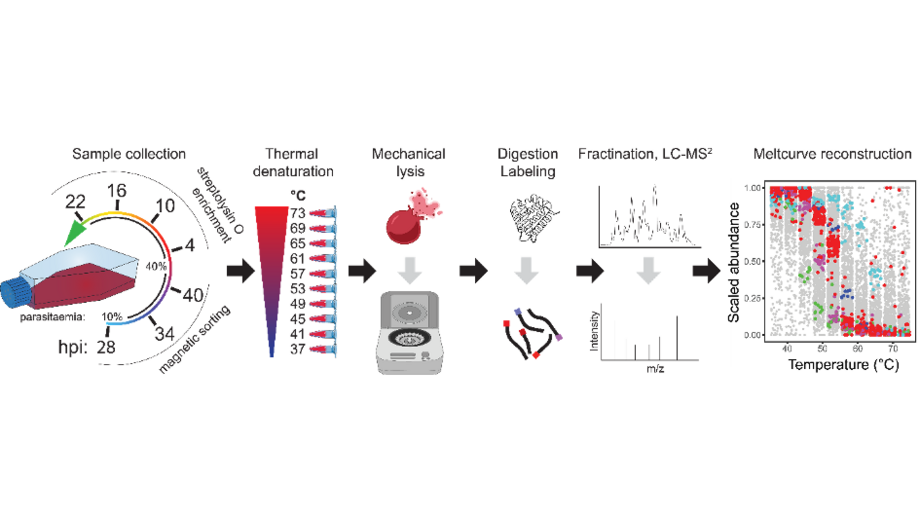 Grafik mit Stadien der Studie