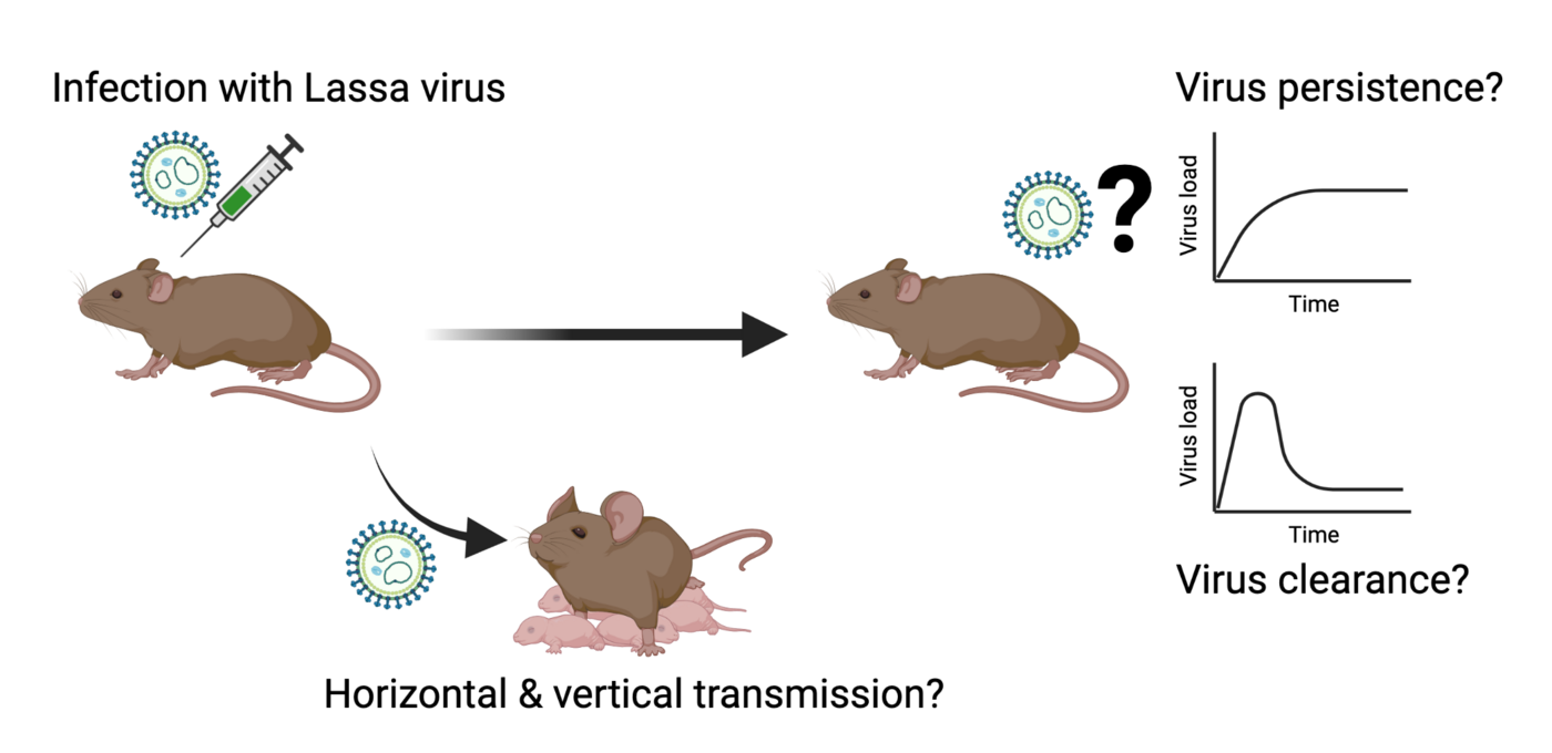 A mouse is infected with Lassa virus to investigate the viral transmission and persistence.