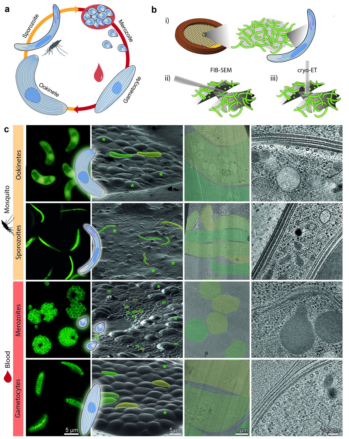 Bunte elektronenkryotomographische Aufnahme: Bildgebung von Parasiten während des Lebenszyklus von Plasmodium: von lebenden Parasiten zu hochauflösenden 3D-Volumina