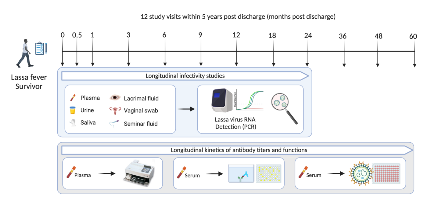 Sampling time line of the follow-up study on Lassa fever survivors. Time points, tested body fluids and laboratory methods are displayed as well.