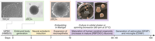 Generation of cerebral organoids The figure shows four stages of cerebral organoid development: first the cell culture, then round precursor structures, followed by further vesicle‑like growth, and finally mature cerebral organoids of approximately 5 mm in size. Below the images, a timeline labels the individual stages.