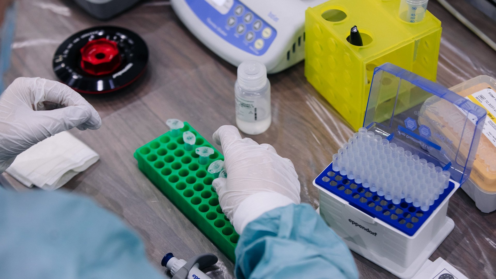 Scientific staff wearing single use gloves and protective gear preparing samples for extraction. A pipette, an open box of pipette tips and a small bottle with liquid are on the laboratory bench.