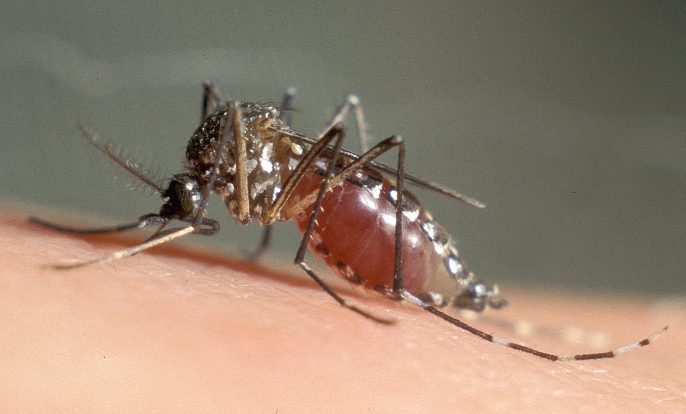 Eine Tigermücke sitzt auf einem Arm und saugt Blut. Der Bauch ist bereits gefüllt und scheint rötlich.