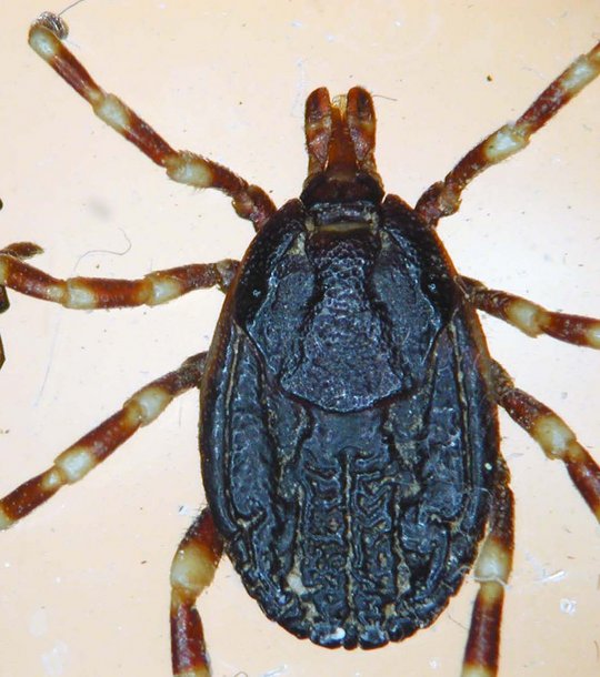 Hyalomma-Zecke von oben betrachtet