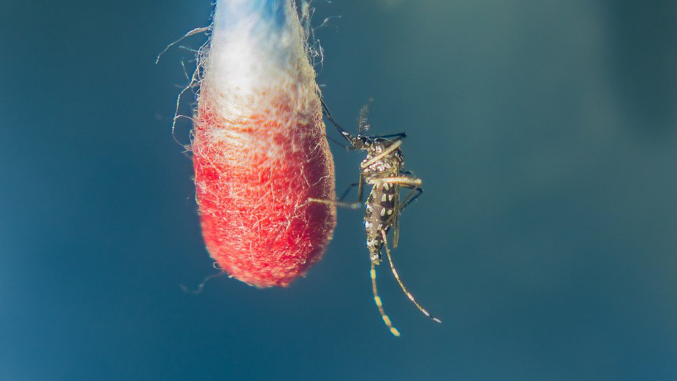 Eine Asiatische Tigermücke sitzt auf einem mit Blut getränktem Wattestäbchen und nimmt eine Blutmahlzeit ein.