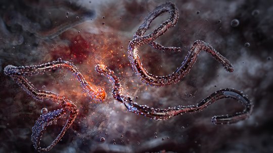 Filovirus-Partikel, Ebola-Bundibugyo-Virus Rötliche Grafik: Filovirus-Partikel, Ebola-Bundibugyo-Virus