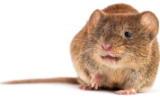 Bank vole, Myodes glareolus; formerly Clethrionomys glareolus Photo of Bank vole, Myodes glareolus; formerly Clethrionomys glareolus, against white background