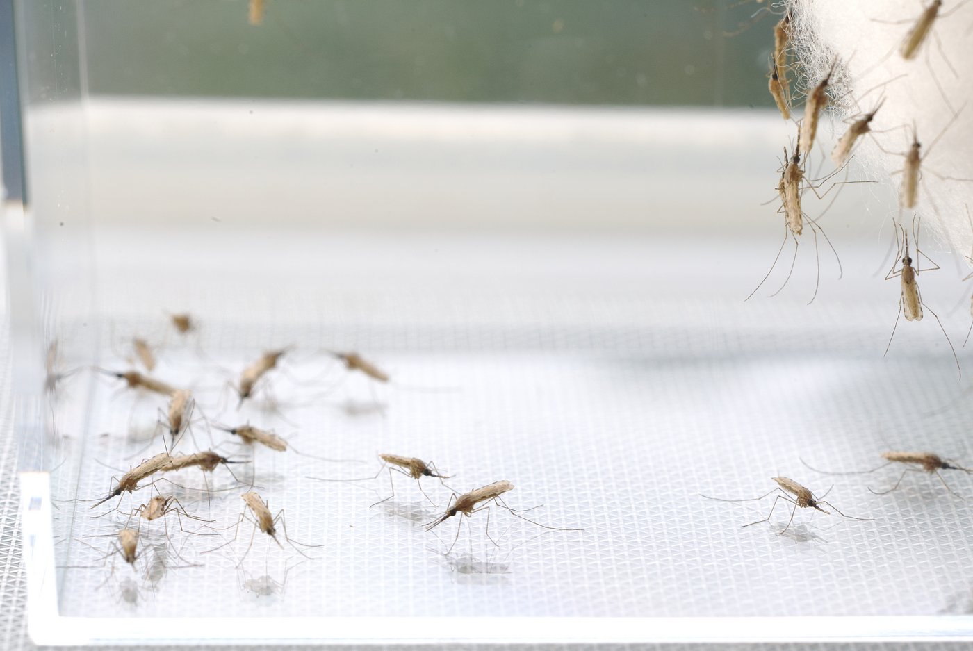 Anopheles stephensi Das Foto zeigt einige Stechmücken in einem weißen Käfig.