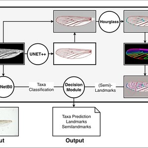 Graphical abstract