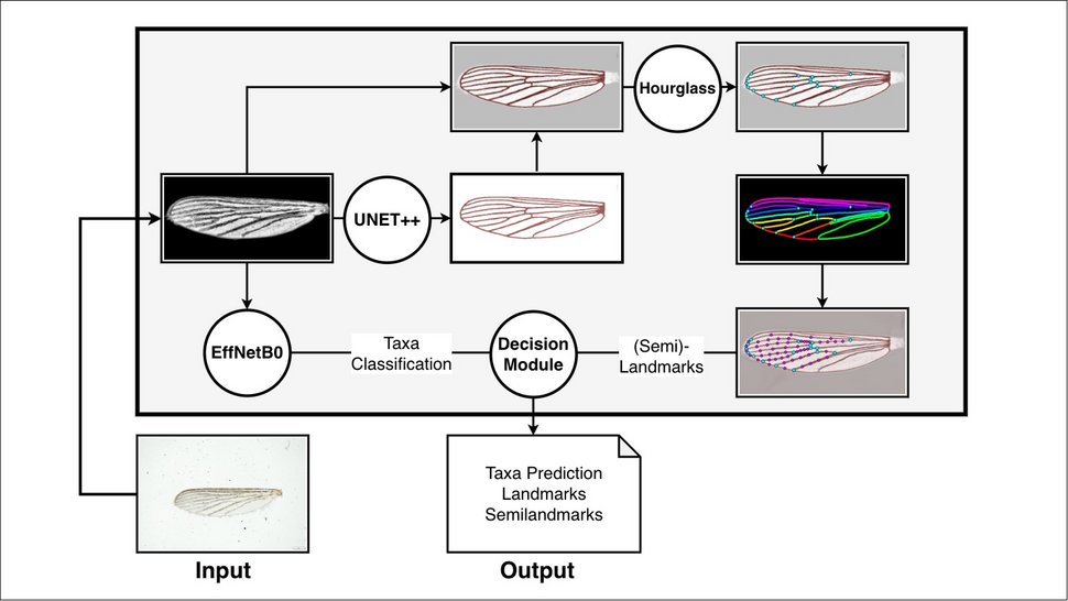 Graphical abstract