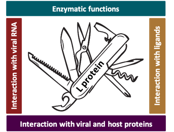 Swiss army knife as a symbol for bunyavirus L protein.